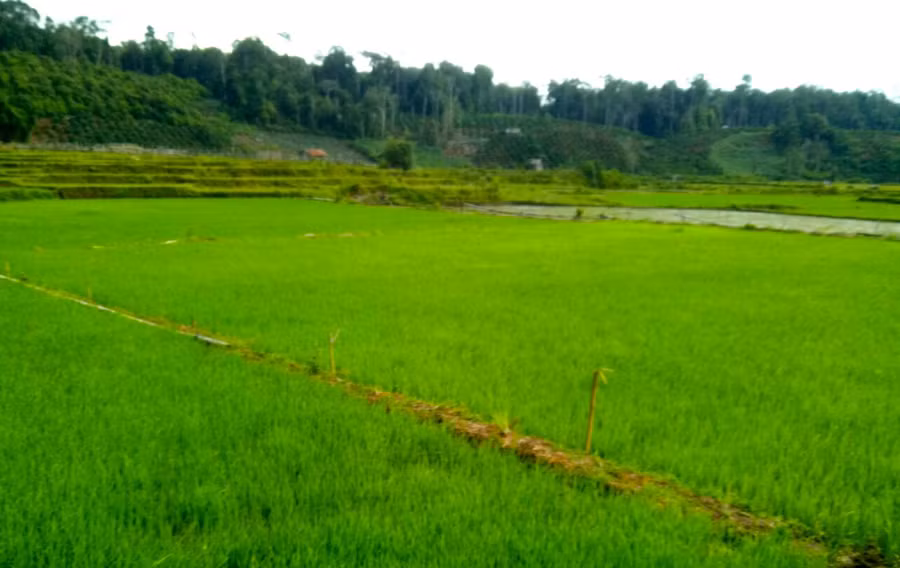 Vụ mùa năm nay, cánh đồng làng Kon Lốc 1 (xã Đak Rong, huyện Kbang) xanh mướt, hứa hẹn bội thu. Ảnh: Thế Lượng