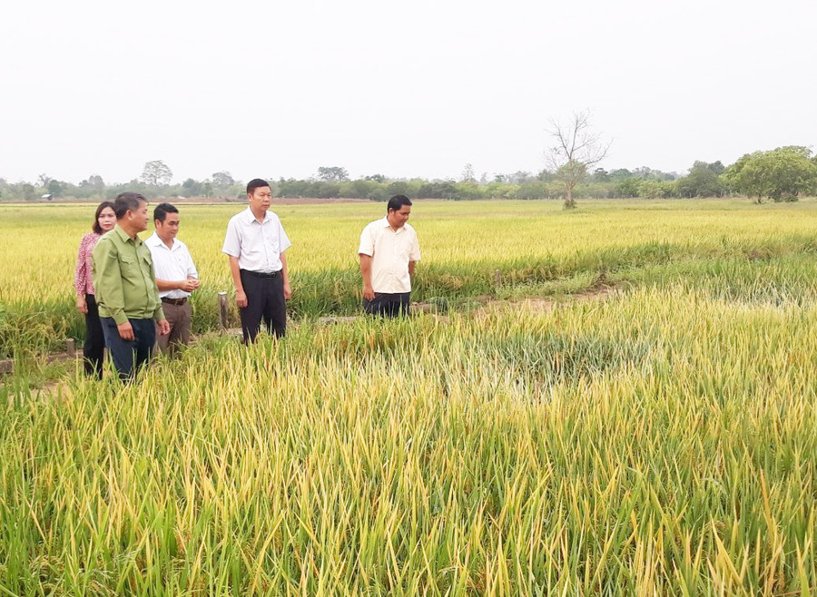 Lãnh đạo huyện Chư Prông tham quan mô hình lúa nước của người dân làng Klăh, xã Ia Mơr. Ảnh: P.D Lãnh đạo huyện Chư Prông tham quan mô hình lúa nước của người dân làng Klăh, xã Ia Mơr. Ảnh: P.D