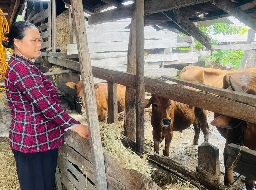 Nhờ biết tiết kiệm, chị Nay H’Krôn (buôn Khăn) đã phát triển mô hình kinh tế tổng hợp, trở thành hộ khá giả trong buôn. Ảnh: Vũ Chi