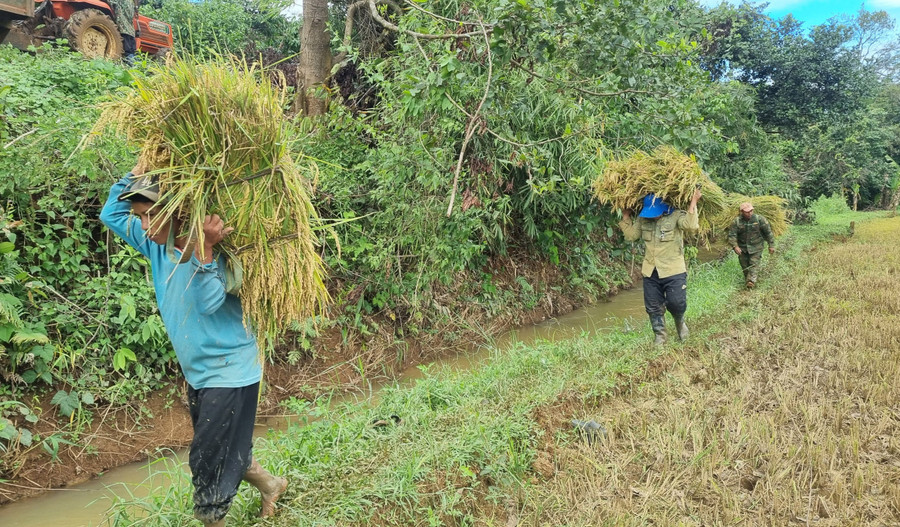 Nông dân xã Hòa Phú (huyện Chư Păh) tất bật thu hoạch lúa vụ mùa. Ảnh: H.P Nông dân xã Hòa Phú (huyện Chư Păh) tất bật thu hoạch lúa vụ mùa. Ảnh: H.P