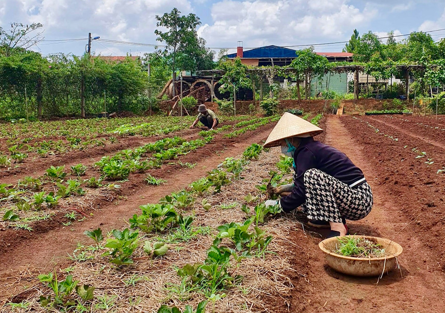 Thành phố Pleiku khuyến khích phát triển các mô hình kinh tế xanh, thân thiện với môi trường. Ảnh: Hà Duy