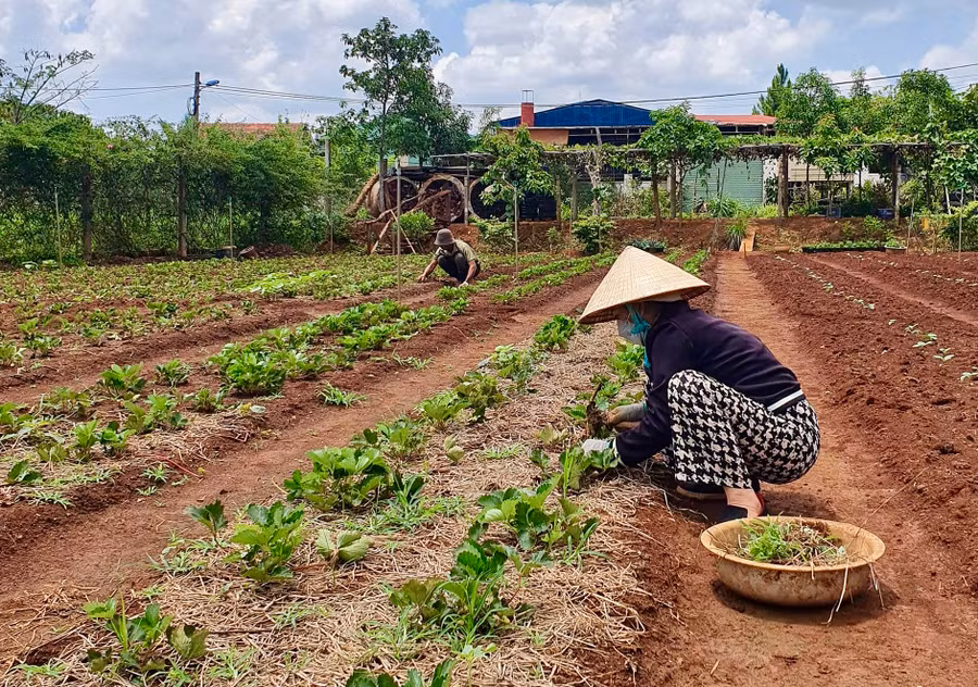Thành phố Pleiku khuyến khích phát triển các mô hình kinh tế xanh, thân thiện với môi trường. Ảnh: Hà Duy