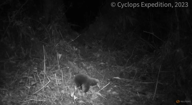 Hình ảnh loài thú lông nhím ở Indonesia lọt vào camera của nhóm nghiên cứu động vật. Hình ảnh loài thú lông nhím ở Indonesia lọt vào camera của nhóm nghiên cứu động vật.