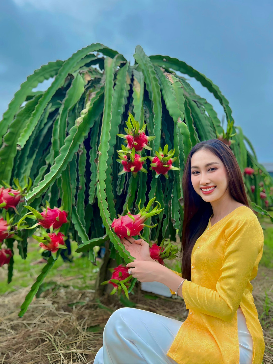 Ngoài bộ ảnh trên đồi cát, mỹ nhân 28 tuổi còn diện áo ba bà để chụp ảnh trong vườn thanh long. Đây cũng chính là loại cây gắn liền với tuổi thơ của cô: "Từ nhỏ, tôi đã phụ cha mẹ cột búp hoa thanh long mỗi khi trời chuẩn bị mưa. Vì nếu không cột lại thì khi hoa nở trong lúc trời mưa sẽ khiến trái bị nhỏ. Vào mùa thu hoạch thanh long, tôi phụ trách xếp những quả thanh long chất thành đống. Số lượng lên đến 3 hoặc 4 tấn nên xếp phải có kỹ thuật để phần vỏ của quả thanh long không bị gãy". Ảnh: NVCC Ngoài bộ ảnh trên đồi cát, mỹ nhân 28 tuổi còn diện áo ba bà để chụp ảnh trong vườn thanh long. Đây cũng chính là loại cây gắn liền với tuổi thơ của cô: "Từ nhỏ, tôi đã phụ cha mẹ cột búp hoa thanh long mỗi khi trời chuẩn bị mưa. Vì nếu không cột lại thì khi hoa nở trong lúc trời mưa sẽ khiến trái bị nhỏ. Vào mùa thu hoạch thanh long, tôi phụ trách xếp những quả thanh long chất thành đống. Số lượng lên đến 3 hoặc 4 tấn nên xếp phải có kỹ thuật để phần vỏ của quả thanh long không bị gãy". Ảnh: NVCC