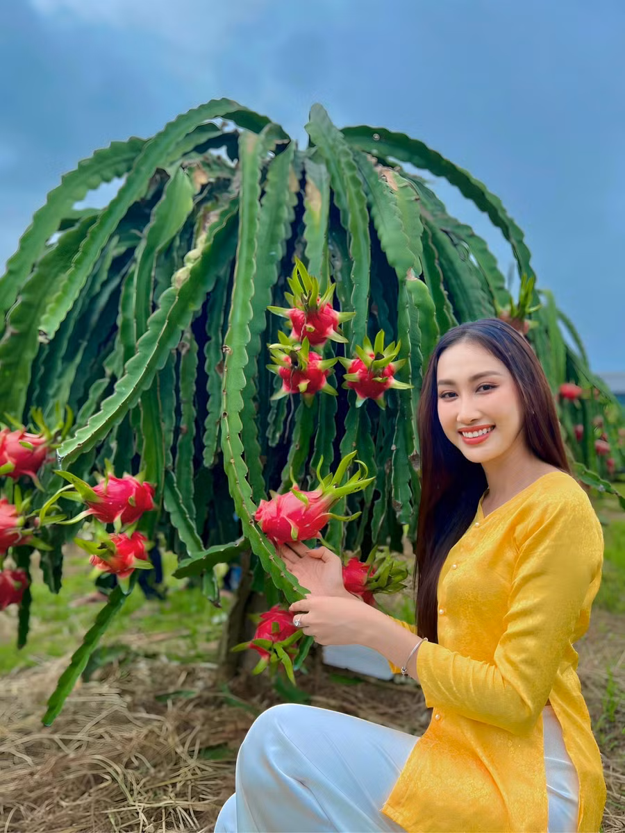 Ngoài bộ ảnh trên đồi cát, mỹ nhân 28 tuổi còn diện áo ba bà để chụp ảnh trong vườn thanh long. Đây cũng chính là loại cây gắn liền với tuổi thơ của cô: "Từ nhỏ, tôi đã phụ cha mẹ cột búp hoa thanh long mỗi khi trời chuẩn bị mưa. Vì nếu không cột lại thì khi hoa nở trong lúc trời mưa sẽ khiến trái bị nhỏ. Vào mùa thu hoạch thanh long, tôi phụ trách xếp những quả thanh long chất thành đống. Số lượng lên đến 3 hoặc 4 tấn nên xếp phải có kỹ thuật để phần vỏ của quả thanh long không bị gãy". Ảnh: NVCC