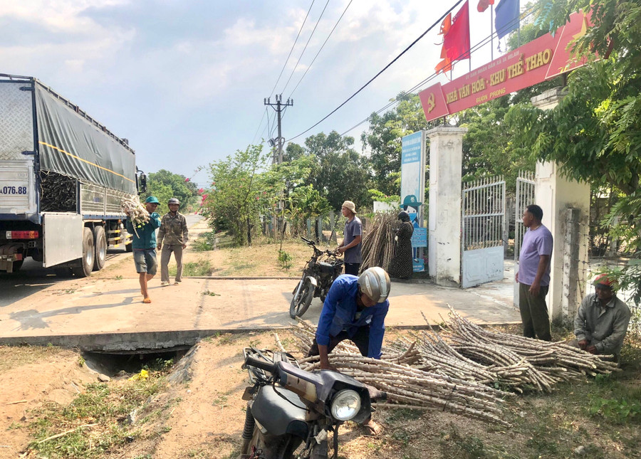 Người dân xã Ia Mlah nhận giống mì mới HN5 để trồng trong vụ mùa 2023. Ảnh: Lê Nam