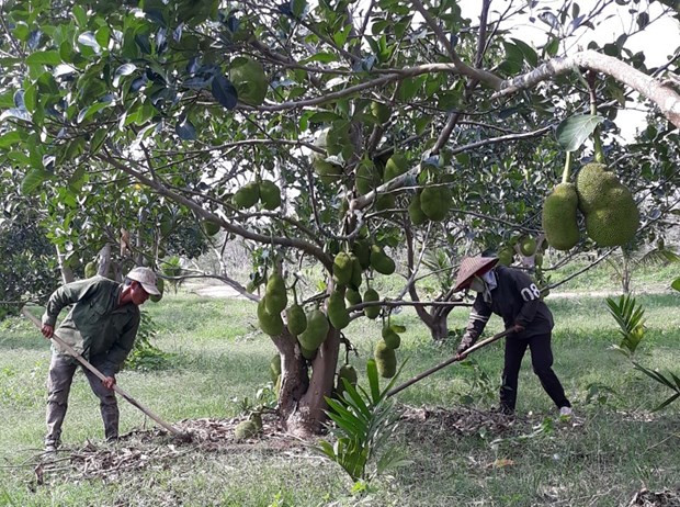 Ảnh minh họa. Nguồn: Hùng Võ/Vietnam+ Ảnh minh họa. Nguồn: Hùng Võ/Vietnam+