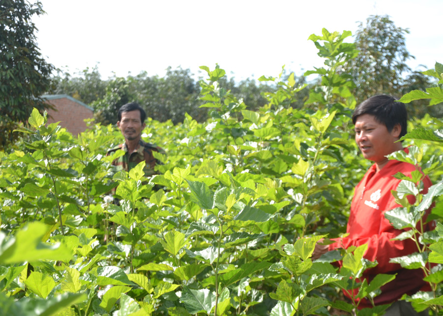 Anh Trần Ngọc Minh (bìa phải)-Tổ trưởng THT Trồng dâu nuôi tằm xã Ia Pếch thăm rẫy dâu của gia đình. Ảnh: Hoàng Cư Anh Trần Ngọc Minh (bìa phải)-Tổ trưởng THT Trồng dâu nuôi tằm xã Ia Pếch thăm rẫy dâu của gia đình. Ảnh: Hoàng Cư