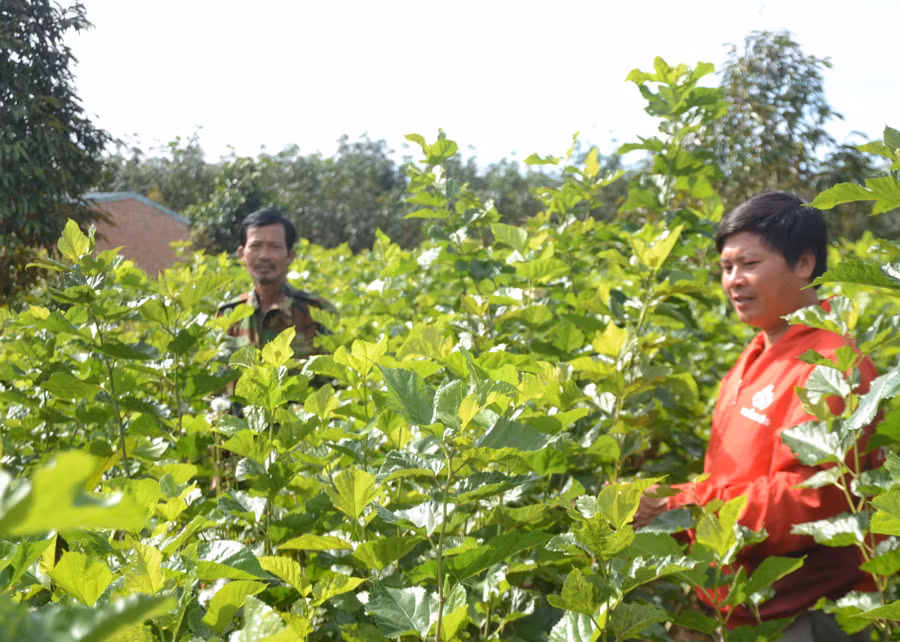 Anh Trần Ngọc Minh (bìa phải)-Tổ trưởng THT Trồng dâu nuôi tằm xã Ia Pếch thăm rẫy dâu của gia đình. Ảnh: Hoàng Cư