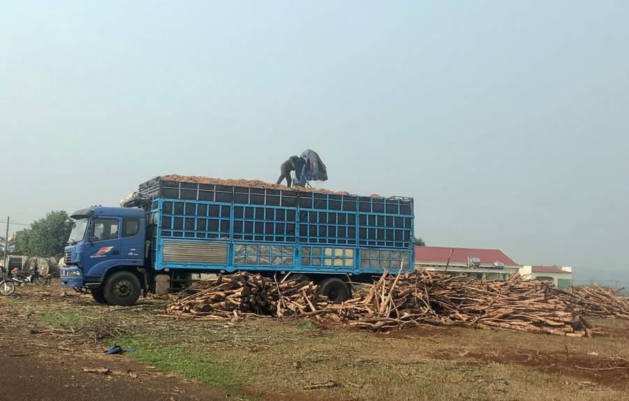 Một doanh nghiệp đang thu dọn gỗ cao su và xay cành để làm chất đốt (ảnh chụp ngày 12-4, trước khi có phiên đấu giá). Ảnh: Lê Nam Một doanh nghiệp đang thu dọn gỗ cao su và xay cành để làm chất đốt (ảnh chụp ngày 12-4, trước khi có phiên đấu giá). Ảnh: Lê Nam
