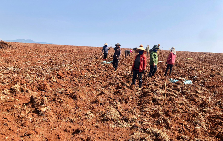 Một doanh nghiệp thuê người dân thu dọn rễ cây cao su đã khai thác từ lâu để chuẩn bị trồng cây trong vườn tái canh (Ảnh chụp ngày 25-4), sau một ngày diễn ra phiên đấu giá. Ảnh: Lê Nam Một doanh nghiệp thuê người dân thu dọn rễ cây cao su đã khai thác từ lâu để chuẩn bị trồng cây trong vườn tái canh (Ảnh chụp ngày 25-4), sau một ngày diễn ra phiên đấu giá. Ảnh: Lê Nam