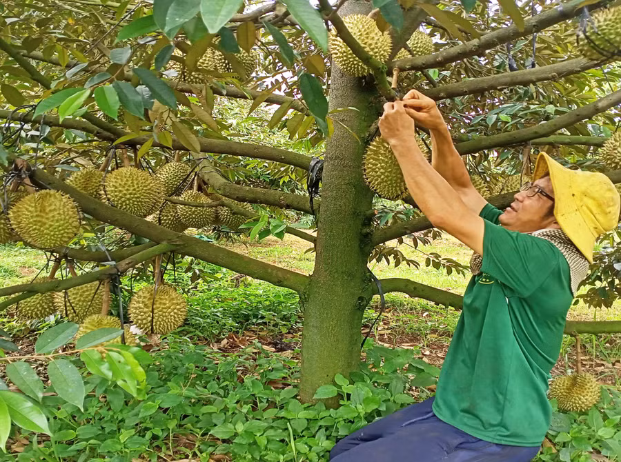 Nhiều nông dân huyện Ia Grai trồng sầu riêng cho thu nhập cao. Ảnh: Thanh Nhật