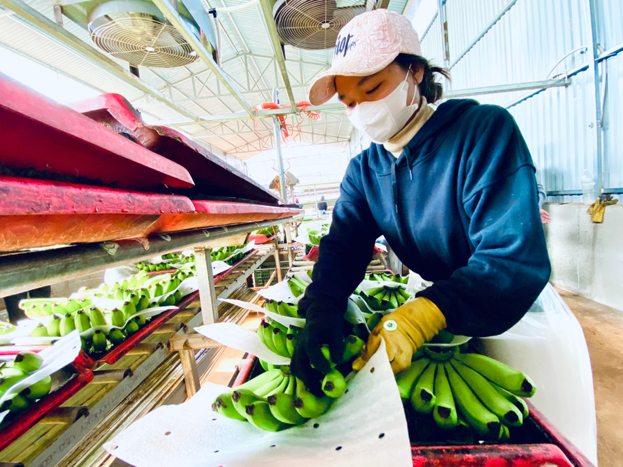 Đóng gói chuối xuất khẩu tại Công ty cổ phần Nông nghiệp công nghệ cao Hưng Sơn. Ảnh: Hà Duy