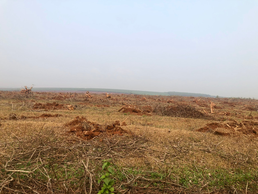 Vườn cao su thuộc Nông trường Đoàn Kết tại khu vực xã Hneng đã được cắt hết (cảnh chụp ngày 12-4) trước thời điểm diễn ra phiên đấu giá thanh lý tài sản. Ảnh: Lê Nam Vườn cao su thuộc Nông trường Đoàn Kết tại khu vực xã Hneng đã được cắt hết (cảnh chụp ngày 12-4) trước thời điểm diễn ra phiên đấu giá thanh lý tài sản. Ảnh: Lê Nam