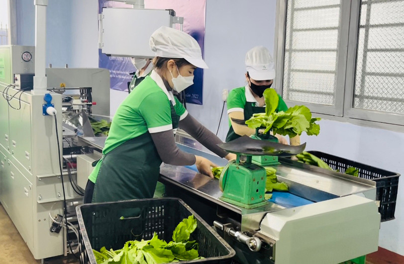 Máy đóng gói tự động giúp doanh nghiệp nâng cao chất lượng sản phẩm rau củ, tăng sức cạnh tranh trên thị trường. Ảnh: Vũ Thảo Máy đóng gói tự động giúp doanh nghiệp nâng cao chất lượng sản phẩm rau củ, tăng sức cạnh tranh trên thị trường. Ảnh: Vũ Thảo