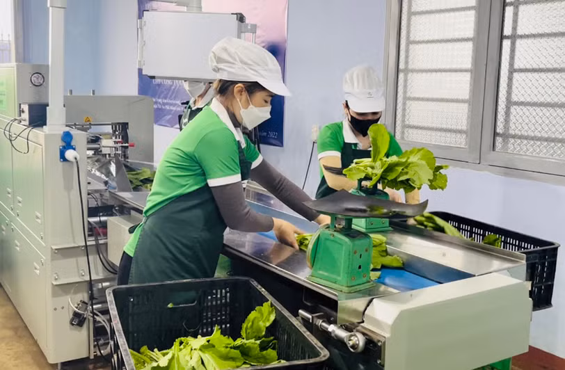 Máy đóng gói tự động giúp doanh nghiệp nâng cao chất lượng sản phẩm rau củ, tăng sức cạnh tranh trên thị trường. Ảnh: Vũ Thảo