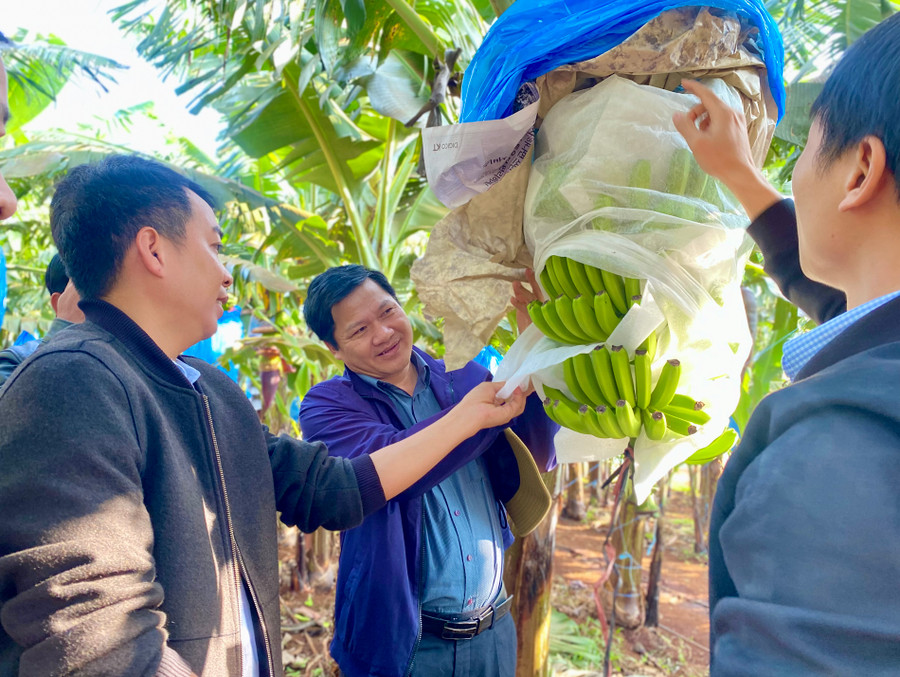 Đại diện Công ty cổ phần Nông nghiệp công nghệ cao Hưng Sơn giới thiệu vườn trồng chuối với Đoàn giám sát. Ảnh: Hà Duy Đại diện Công ty cổ phần Nông nghiệp công nghệ cao Hưng Sơn giới thiệu vườn trồng chuối với Đoàn giám sát. Ảnh: Hà Duy