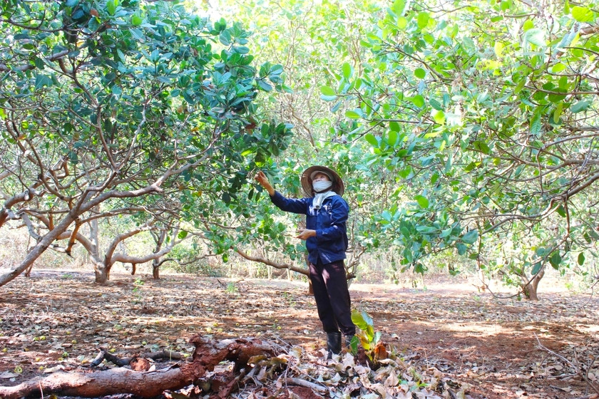Đức Cơ triển khai dự án hỗ trợ liên kết sản xuất và tiêu thụ sản phẩm cây điều theo chuỗi giá trị. Ảnh: Quang Tấn Đức Cơ triển khai dự án hỗ trợ liên kết sản xuất và tiêu thụ sản phẩm cây điều theo chuỗi giá trị. Ảnh: Quang Tấn