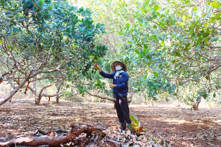 Đức Cơ triển khai dự án hỗ trợ liên kết sản xuất và tiêu thụ sản phẩm cây điều theo chuỗi giá trị. Ảnh: Quang Tấn