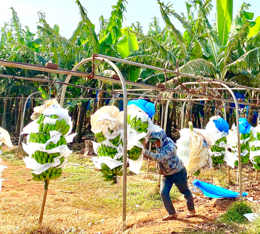 Gia Lai triển khai cập nhật thông tin về người lao động và thị trường lao động trên địa bàn tỉnh giai đoạn 2023-2025. Ảnh: Hà Duy Gia Lai triển khai cập nhật thông tin về người lao động và thị trường lao động trên địa bàn tỉnh giai đoạn 2023-2025. Ảnh: Hà Duy