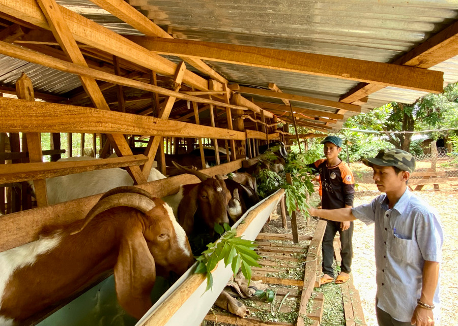Gia Lai triển khai nhiều giải pháp để kéo giảm tỷ lệ hộ nghèo trong đồng bào dân tộc thiểu số. Ảnh: Hà Duy Gia Lai triển khai nhiều giải pháp để kéo giảm tỷ lệ hộ nghèo trong đồng bào dân tộc thiểu số. Ảnh: Hà Duy