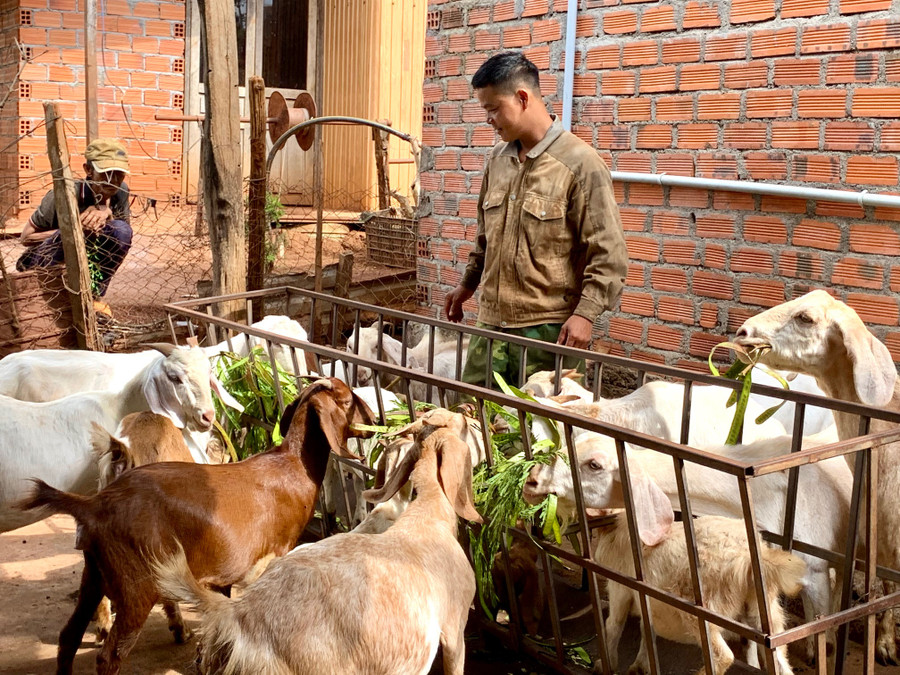 Nông dân Gia Lai đang từng bước chú trọng phát triển chăn nuôi xanh-sạch để nâng cao chất lượng sản phẩm. Ảnh: Hà Duy Nông dân Gia Lai đang từng bước chú trọng phát triển chăn nuôi xanh-sạch để nâng cao chất lượng sản phẩm. Ảnh: Hà Duy