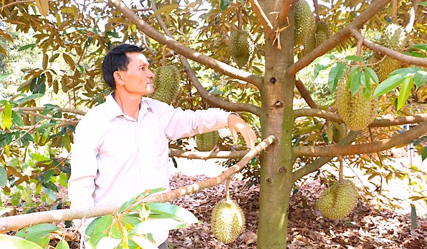 Huyện Chư Pưh đang chú trọng phát triển nông nghiệp công nghệ cao. Ảnh: Nguyễn Diệp