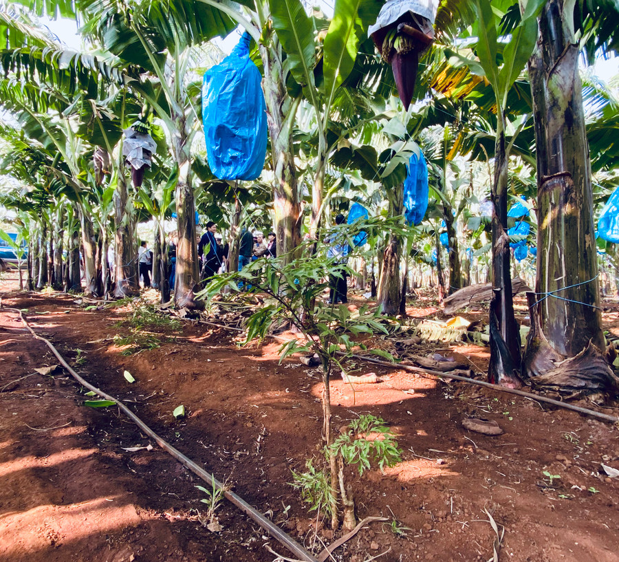 Nhiều doanh nghiệp sử dụng công nghệ tưới nước tiết kiệm kết hợp bón phân cho các trang trại nông nghiệp, góp phần thúc đẩy tăng trưởng xanh. Ảnh: Hà Duy Nhiều doanh nghiệp sử dụng công nghệ tưới nước tiết kiệm kết hợp bón phân cho các trang trại nông nghiệp, góp phần thúc đẩy tăng trưởng xanh. Ảnh: Hà Duy