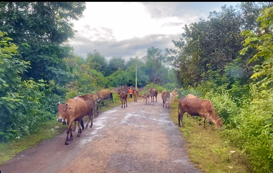 Gần 2.500 lượt hộ nghèo và đối tượng chính sách trên địa bàn huyện Đức Cơ được vay vốn ưu đãi để phát triển kinh tế gia đình. Ảnh: Hà Duy