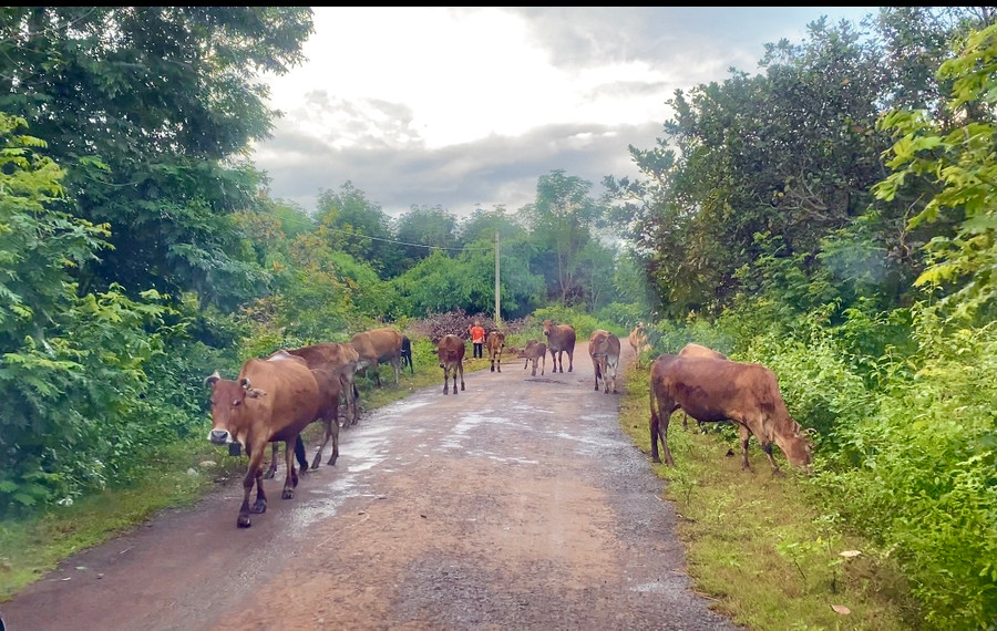 Gần 2.500 lượt hộ nghèo và đối tượng chính sách trên địa bàn huyện Đức Cơ được vay vốn ưu đãi để phát triển kinh tế gia đình. Ảnh: Hà Duy