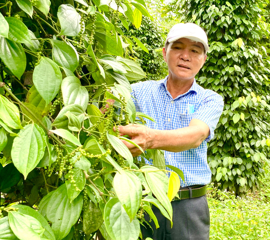 Gia Lai đang từng bước chuyển từ sản xuất nông nghiệp sang kinh tế nông nghiệp, chú trọng chất lượng sản phẩm để phát triển tăng trưởng xanh. Ảnh: Hà Duy Gia Lai đang từng bước chuyển từ sản xuất nông nghiệp sang kinh tế nông nghiệp, chú trọng chất lượng sản phẩm để phát triển tăng trưởng xanh. Ảnh: Hà Duy