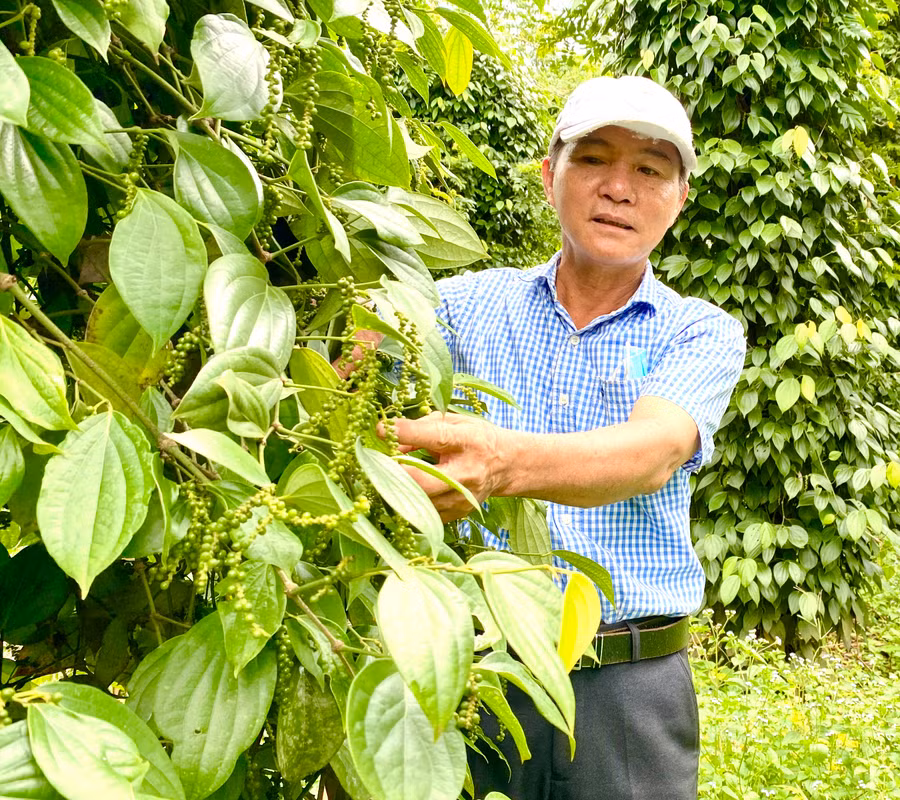 Gia Lai đang từng bước chuyển từ sản xuất nông nghiệp sang kinh tế nông nghiệp, chú trọng chất lượng sản phẩm để phát triển tăng trưởng xanh. Ảnh: Hà Duy