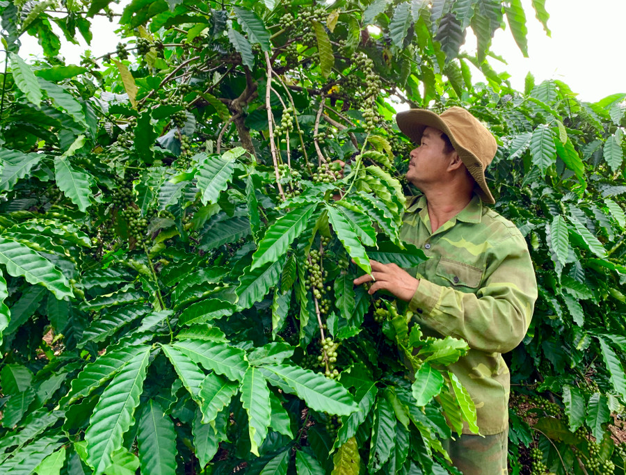 Cà phê Robusta được trồng tại Gia Lai có hàm lượng cafein cao vượt trội so với những nơi khác. Ảnh: Hà Duy Cà phê Robusta được trồng tại Gia Lai có hàm lượng cafein cao vượt trội so với những nơi khác. Ảnh: Hà Duy