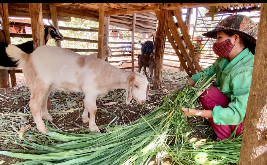 Gia Lai có 350 hợp tác xã hoạt động trong lĩnh vực nông nghiệp. Ảnh: Hà Duy Gia Lai có 350 hợp tác xã hoạt động trong lĩnh vực nông nghiệp. Ảnh: Hà Duy
