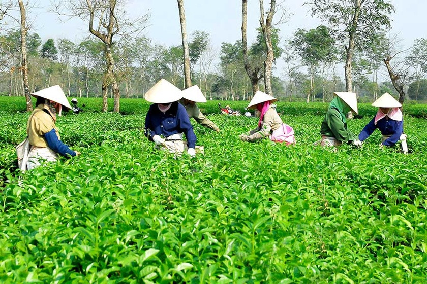 Sản phẩm chè Biển Hồ đã được chứng nhận sản phẩm OCOP 4 sao. Ảnh: Võ Thanh Thảo