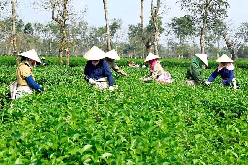 Sản phẩm chè Biển Hồ đã được chứng nhận sản phẩm OCOP 4 sao. Ảnh: Võ Thanh Thảo