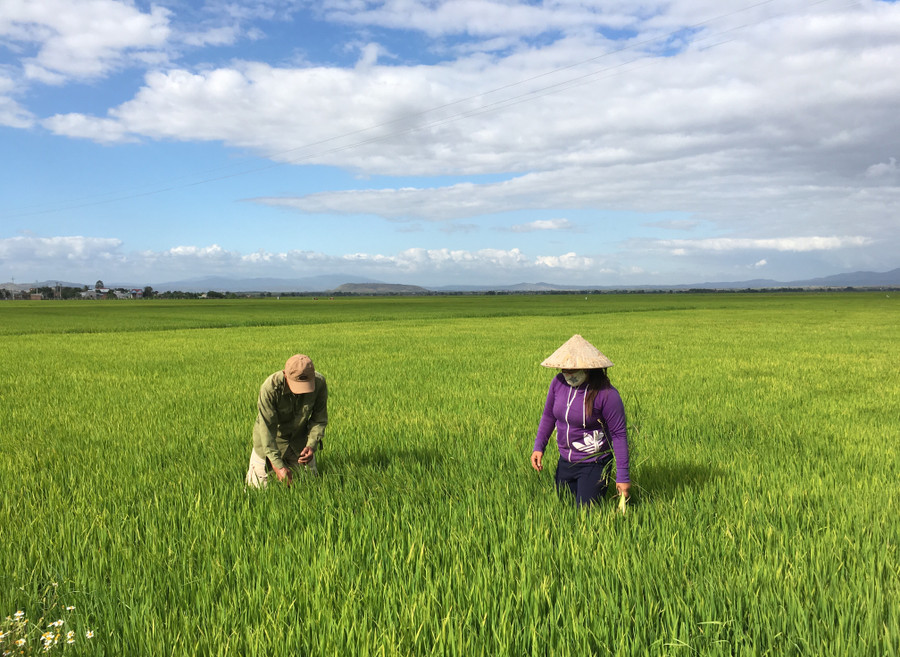 Huyện Phú Thiện được giao 4,7 tỷ đồng từ ngân sách trung ương năm 2024 thực hiện Chương trình mục tiêu quốc gia xây dựng nông thôn mới để hỗ trợ hợp tác xã. Ảnh: Hà Duy
