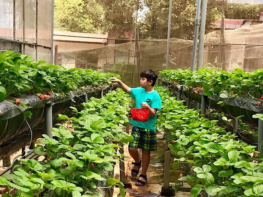 Các nhà vườn tại Gia Lai thu hút khách đến tham quan, chụp ảnh và mua sản phẩm, góp phần phát triển du lịch nông nghiệp. Ảnh: Hà Duy Các nhà vườn tại Gia Lai thu hút khách đến tham quan, chụp ảnh và mua sản phẩm, góp phần phát triển du lịch nông nghiệp. Ảnh: Hà Duy