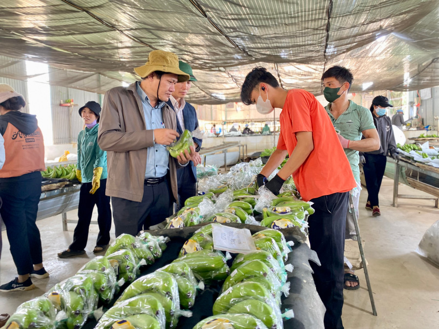 Đoàn giám sát của HĐND tỉnh đi thực tế tại Nhà máy chế biến hoa quả của Công ty cổ phần Chăn nuôi Gia Lai (xã Lơ Pang, huyện Mang Yang). Ảnh: Hà Duy