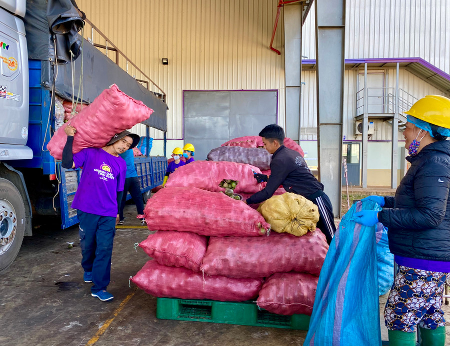 Công nhân đang tập kết chanh dây tại Nhà máy chế biến chanh dây Quicornac (Công ty TNHH Quicornac, Khu Công nghiệp Trà Đa). Ảnh: Hà Duy Công nhân đang tập kết chanh dây tại Nhà máy chế biến chanh dây Quicornac (Công ty TNHH Quicornac, Khu Công nghiệp Trà Đa). Ảnh: Hà Duy