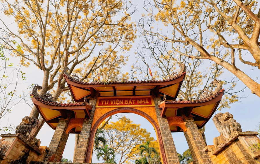 Ngay cổng vào Tu Viện Bát Nhã là hàng phượng vàng đang mùa ra hoa, rực cả "một góc trời. Ảnh: TVBN Ngay cổng vào Tu Viện Bát Nhã là hàng phượng vàng đang mùa ra hoa, rực cả "một góc trời. Ảnh: TVBN