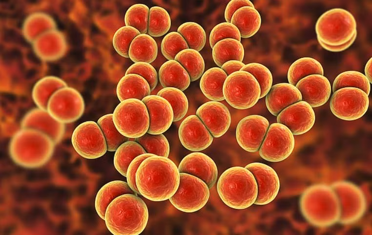 Các quan chức y tế Mỹ cho biết một siêu chủng lậu mới kháng cả 5 loại kháng sinh đã được phát hiện ở Mỹ. Ảnh: Shutterstock