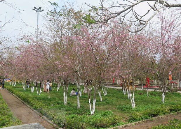 Vườn Mai anh đào tại Quảng trường thị trấn Măng Đen. Ảnh: Dư Toán/TTXVN