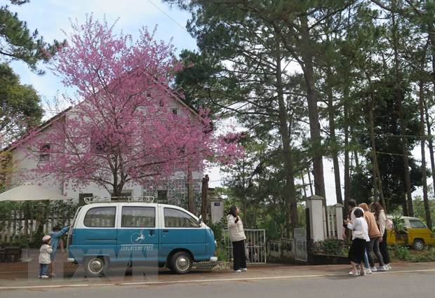 Du khách thích thú với Mai anh đào tại thị trấn Măng Đen. Ảnh: Dư Toán/TTXVN