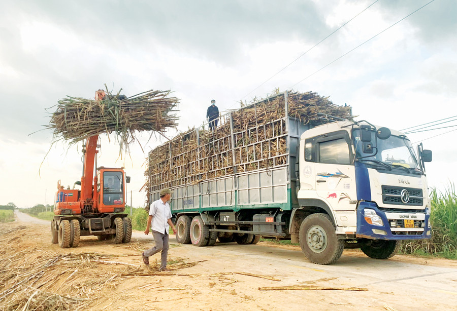 Nhờ áp dụng cơ giới hóa từ gieo trồng đến chăm sóc, thu hoạch, người nông dân tiết kiệm được chi phí đầu tư, tăng thu nhập trên cùng một đơn vị diện tích. Ảnh: Vũ Chi