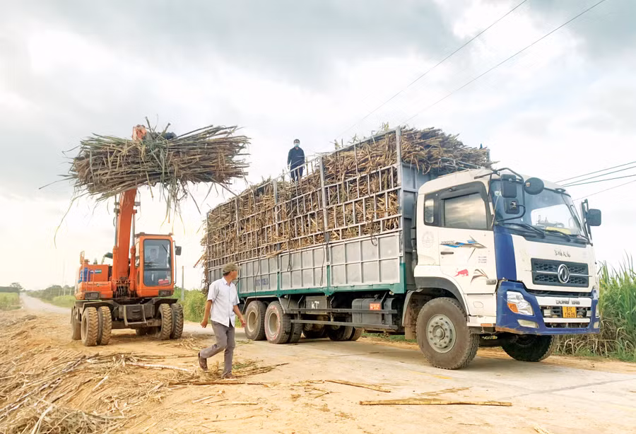 Nhờ áp dụng cơ giới hóa từ gieo trồng đến chăm sóc, thu hoạch, người nông dân tiết kiệm được chi phí đầu tư, tăng thu nhập trên cùng một đơn vị diện tích. Ảnh: Vũ Chi