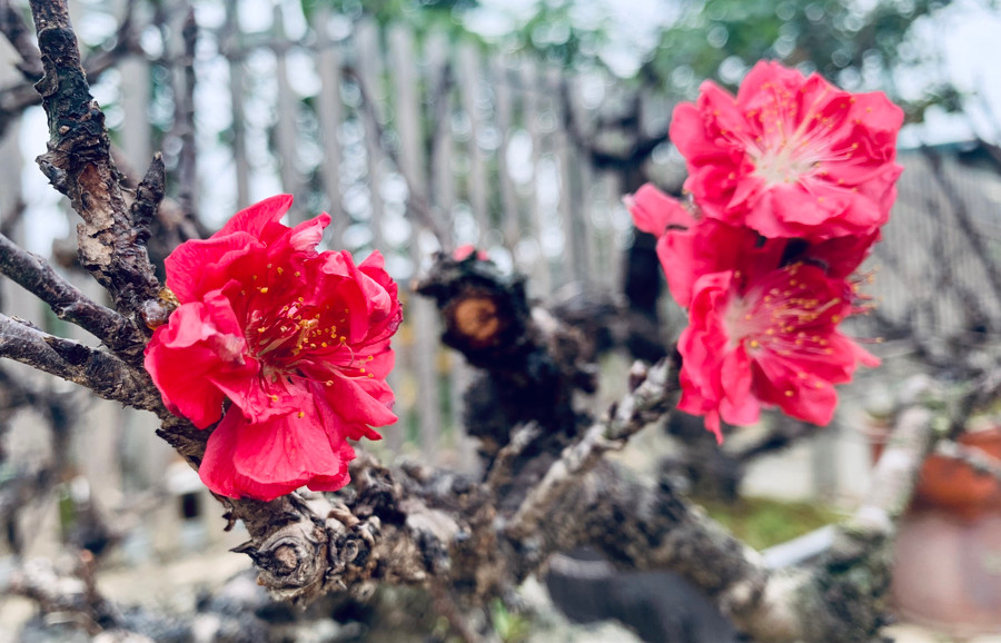 Ai cũng mong những điều may mắn, tốt lành sẽ đến trong năm mới. Ảnh: Phan Hậu Ai cũng mong những điều may mắn, tốt lành sẽ đến trong năm mới. Ảnh: Phan Hậu