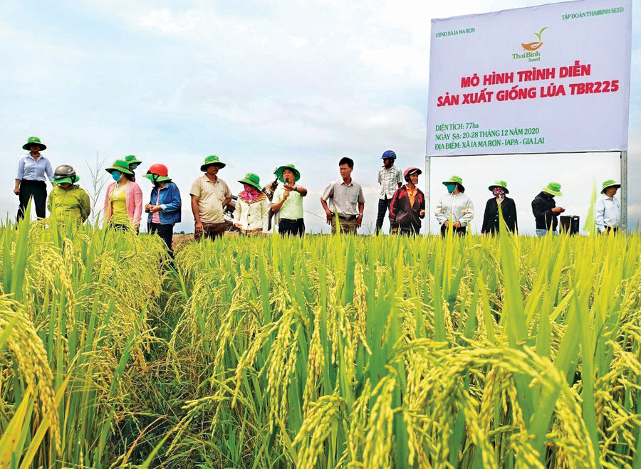 Người dân tham quan mô hình trình diễn sản xuất giống lúa TBR225 ở xã Ia Ma Rơn. Ảnh: Vũ Chi