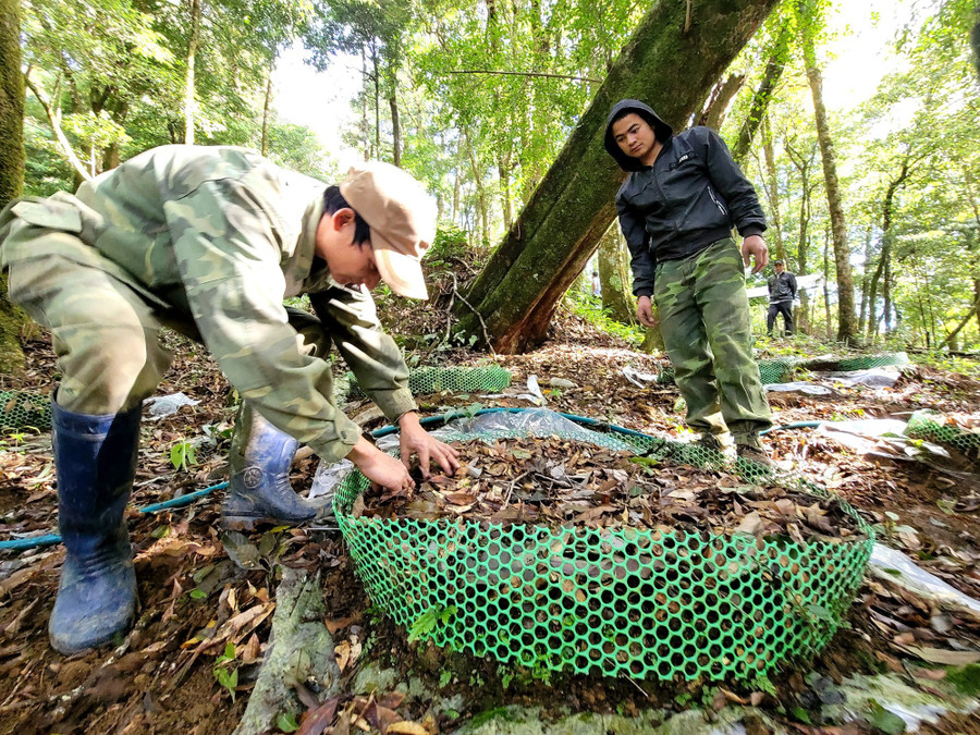 Anh A Lít (trái) cùng các công nhân kiểm tra sâm Ngọc Linh ở xã Măng Ri (huyện Tu Mơ Rông, tỉnh Kon Tum) . Ảnh: TH Anh A Lít (trái) cùng các công nhân kiểm tra sâm Ngọc Linh ở xã Măng Ri (huyện Tu Mơ Rông, tỉnh Kon Tum) . Ảnh: TH