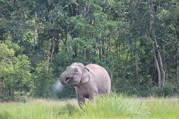 Thay vì cưỡi voi, du khách sẽ được ngắm nhìn chúng sinh sống trong môi trường tự nhiên. Ảnh: Vườn quốc gia Yok Đôn